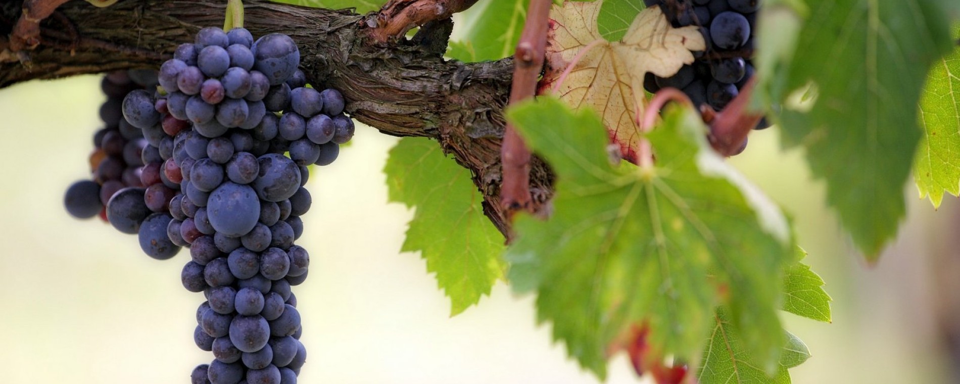 Jaký je kmen Ježíš aneb "Já jsem pravý vinný kmen"