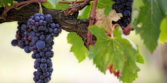 Jaký je kmen Ježíš aneb "Já jsem pravý vinný kmen"